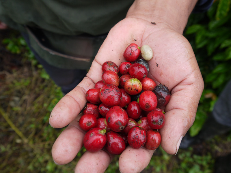Anbaubedingungen kaffee - Die hochwertigsten Anbaubedingungen kaffee unter die Lupe genommen