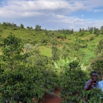 Kaffeereise Kenia