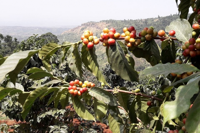 Kaffeereise Uganda