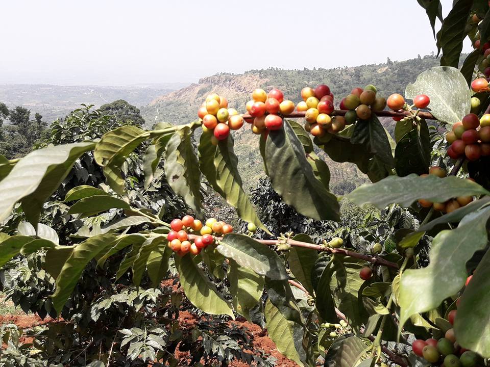Kaffeereise Uganda